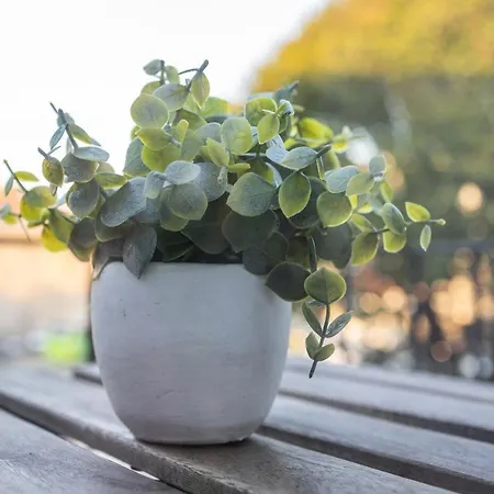 Sunshine * 波尔图